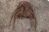 Red Leonaspis Trilobites - Hmar Laghdad, Morocco #310288-1